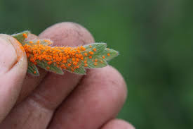 Attēlu rezultāti vaicājumam “Pucciniales”