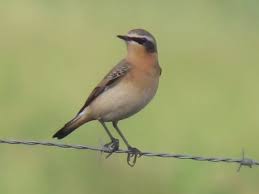 Attēlu rezultāti vaicājumam “Oenanthe oenanthe male”