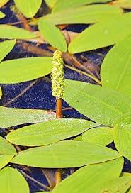 Attēlu rezultāti vaicājumam “Potamogeton natans leaf”