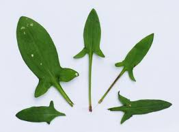 Attēlu rezultāti vaicājumam “Rumex acetosella leaf”