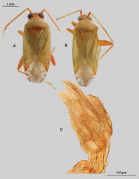 Attēlu rezultāti vaicājumam “Phytocoris sp.”