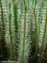 Attēlu rezultāti vaicājumam “Hippuris vulgaris leaf”