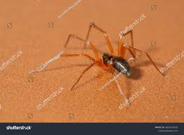 Attēlu rezultāti vaicājumam “Linyphiidae”