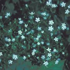 Attēlu rezultāti vaicājumam “Stellaria graminea flower”