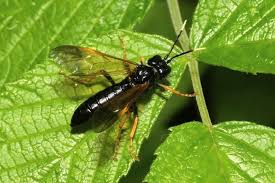 Attēlu rezultāti vaicājumam “Tenthredo campestris”