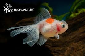 Attēlu rezultāti vaicājumam “Carassius auratus”