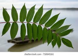 Attēlu rezultāti vaicājumam “Rhus typhina”