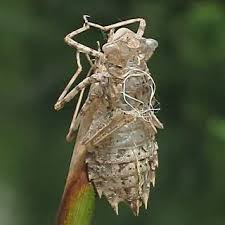 Attēlu rezultāti vaicājumam “Leucorrhinia caudalis male”