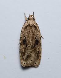 Attēlu rezultāti vaicājumam “Agonopterix aranella”