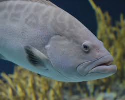 Image result for Mycteroperca interstitialis