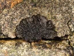 Attēlu rezultāti vaicājumam “Collema”