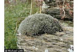 Attēlu rezultāti vaicājumam “Grimmia muehlenbeckii sporophyte”