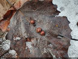 Attēlu rezultāti vaicājumam “Lycogala sphaeroconicum young”