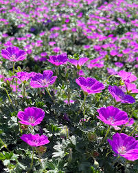 Attēlu rezultāti vaicājumam “Geranium sanguineum leaf”
