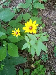 Attēlu rezultāti vaicājumam “Rudbeckia hirta var. hirta leaf”