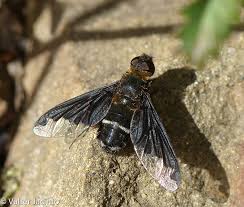 Attēlu rezultāti vaicājumam “Bombyliidae”