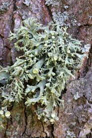 Attēlu rezultāti vaicājumam “Ramalina fastigiata”