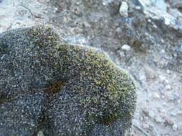 Attēlu rezultāti vaicājumam “Dichodontium pellucidum sporophyte”