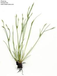 Attēlu rezultāti vaicājumam “Juncus bufonius”