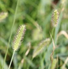 Attēlu rezultāti vaicājumam “Alopecurus pratensis”