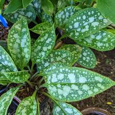 Attēlu rezultāti vaicājumam “Pulmonaria saccharata leaf”