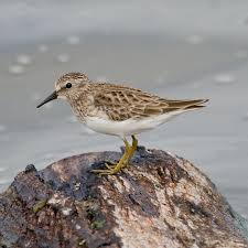 Image result for Calidris minutilla