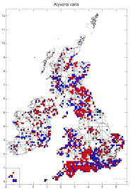 Attēlu rezultāti vaicājumam “Alyxoria varia”