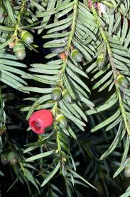 Attēlu rezultāti vaicājumam “Taxus baccata leaf”