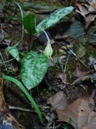 Attēlu rezultāti vaicājumam “Diderma umbilicatum stalked”