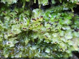 Attēlu rezultāti vaicājumam “Scapania apiculata”