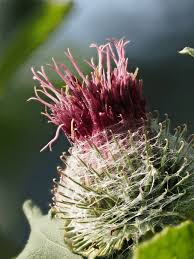 Attēlu rezultāti vaicājumam “Arctium tomentosum”