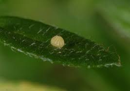 Attēlu rezultāti vaicājumam “Pyrgus alveus upperside”