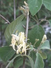 Attēlu rezultāti vaicājumam “Lonicera xylosteum flower”