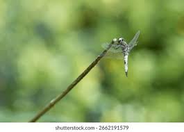 Attēlu rezultāti vaicājumam “Libellula fulva male”