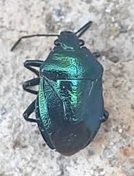 Attēlu rezultāti vaicājumam “Zicrona caerulea”