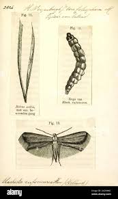 Attēlu rezultāti vaicājumam “Cephaloziella elachista”