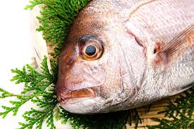 Image result for Pagrus