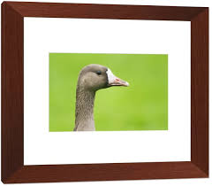 Attēlu rezultāti vaicājumam “Anser albifrons adult”