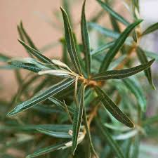 Attēlu rezultāti vaicājumam “Hippophae rhamnoides leaf”