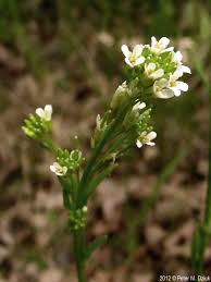 Attēlu rezultāti vaicājumam “Arabis hirsuta flower”