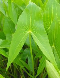 Attēlu rezultāti vaicājumam “Sagittaria sagittifolia leaf”