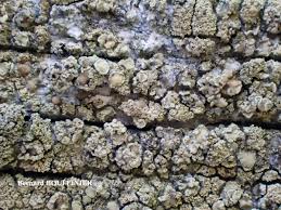 Attēlu rezultāti vaicājumam “Lecanora conizaeoides”