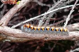 Attēlu rezultāti vaicājumam “Lasiocampa quercus imago”