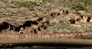 Attēlu rezultāti vaicājumam “Phleogena faginea”