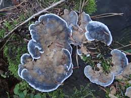 Attēlu rezultāti vaicājumam “Postia caesia”