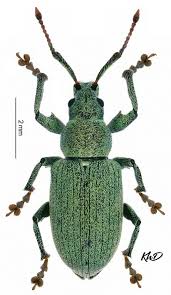 Attēlu rezultāti vaicājumam “Phyllobius”