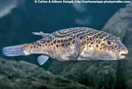 Attēlu rezultāti vaicājumam “Chaetophora pisiformis”