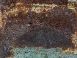 Attēlu rezultāti vaicājumam “Phellinus ferrugineofuscus”