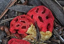 Attēlu rezultāti vaicājumam “Clathrus ruber”