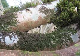 Attēlu rezultāti vaicājumam “Frullania tamarisci”